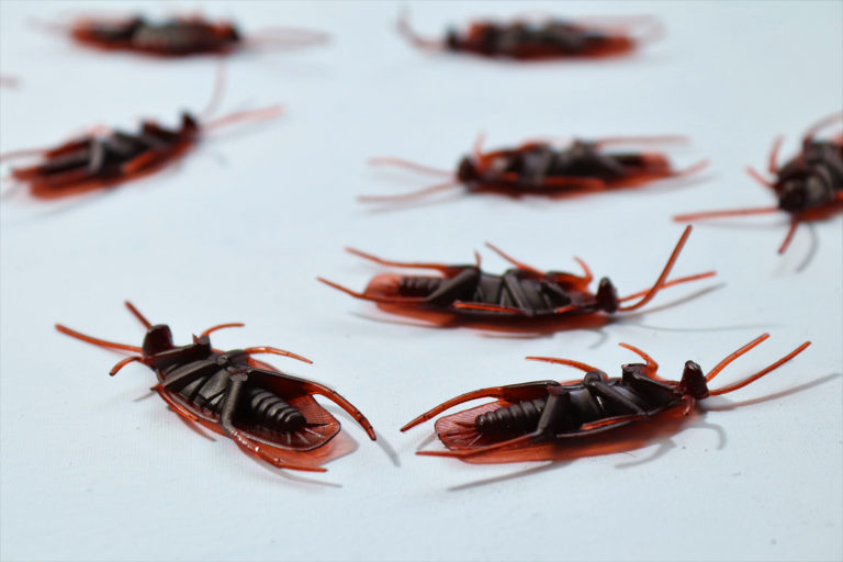 The Importance of Professional Pest Control Services | enviro-safe.co.za