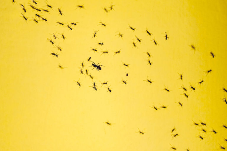 How to Stop an Ant Infestation | Blog | enviro-safe.co.za