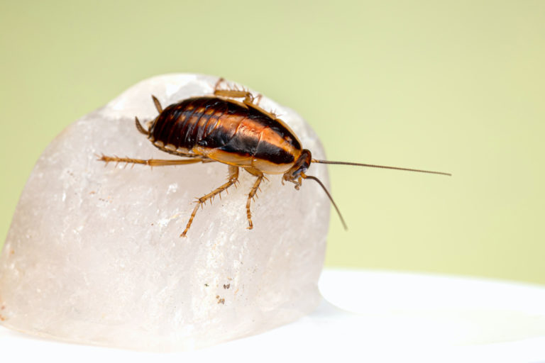 When Do You Need to Consider Pest Control Services? | Enviro-Safe - South Africa