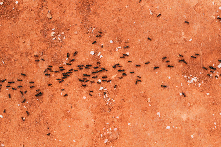What to Know About Integrated Pest Management | enviro-safe.co.za | blog