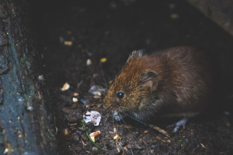Is Your Property at Risk of Pest Infestation? | enviro-safe.co.za