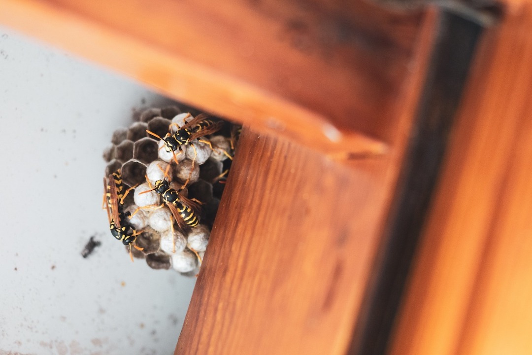 What to do When Pest Control Doesn’t Work