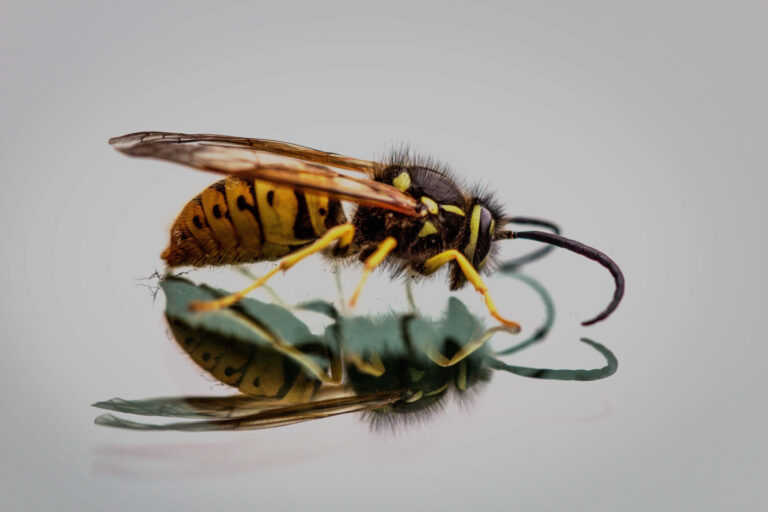 Why Professional Wasp Removal is Essential | blog | enviro-safe.co.za