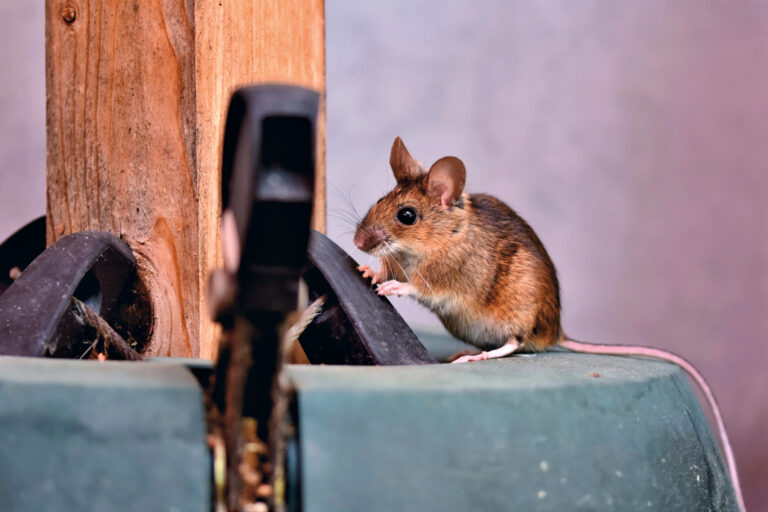 A Guide to Industrial Pest Control | enviro-safe.co.za