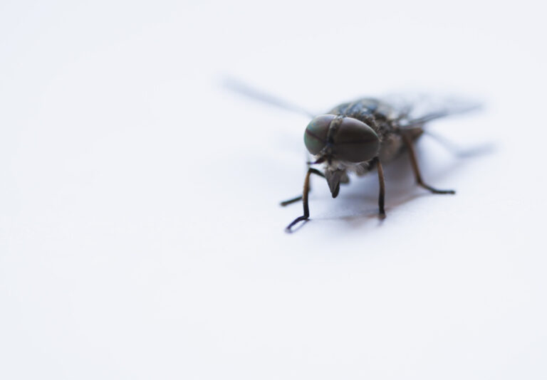 Maintaining Pest Control In Summer | enviro-safe.co.za