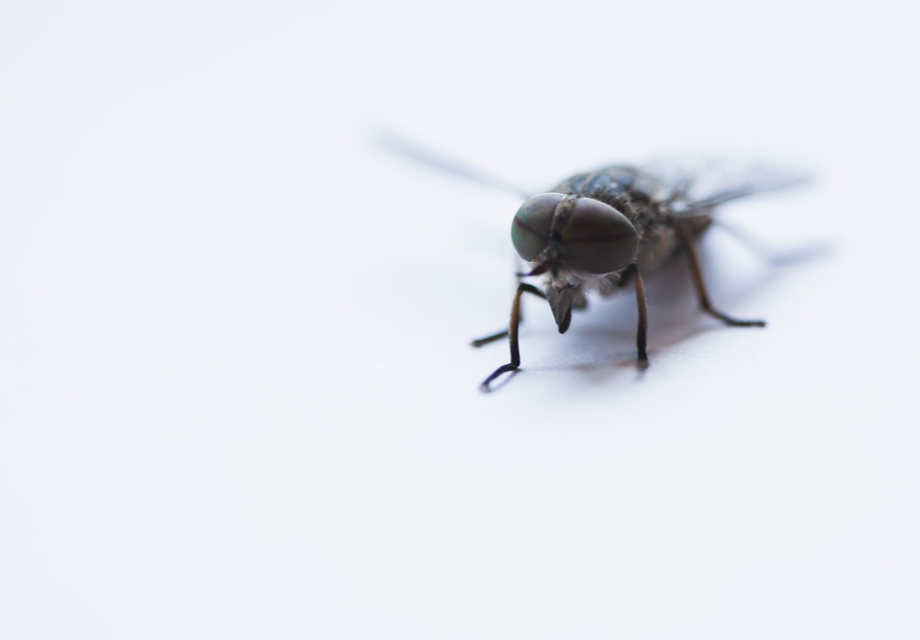 Maintaining Pest Control In Summer