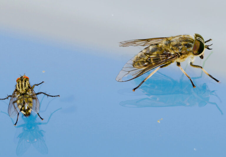 Pest Infestation Prevention Tips | enviro-safe.co.za