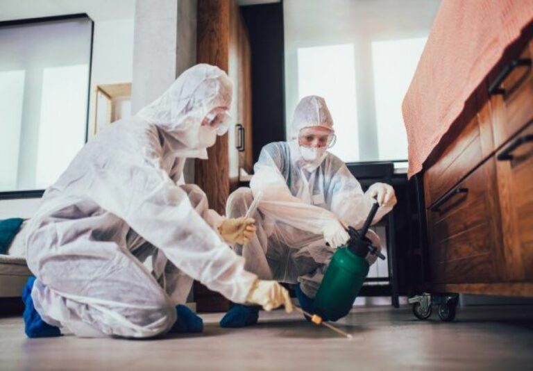 Pests Invading Your Home This Summer? Professional Pest Control Is The Answer! - blog | enviro-safe.co.za