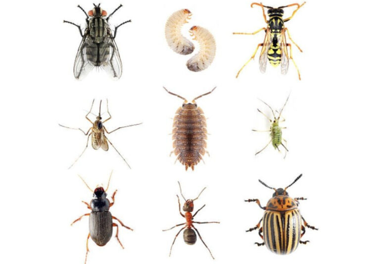 The Top 10 Most Common Pests Found In South Africa | enviro-safe.co.za