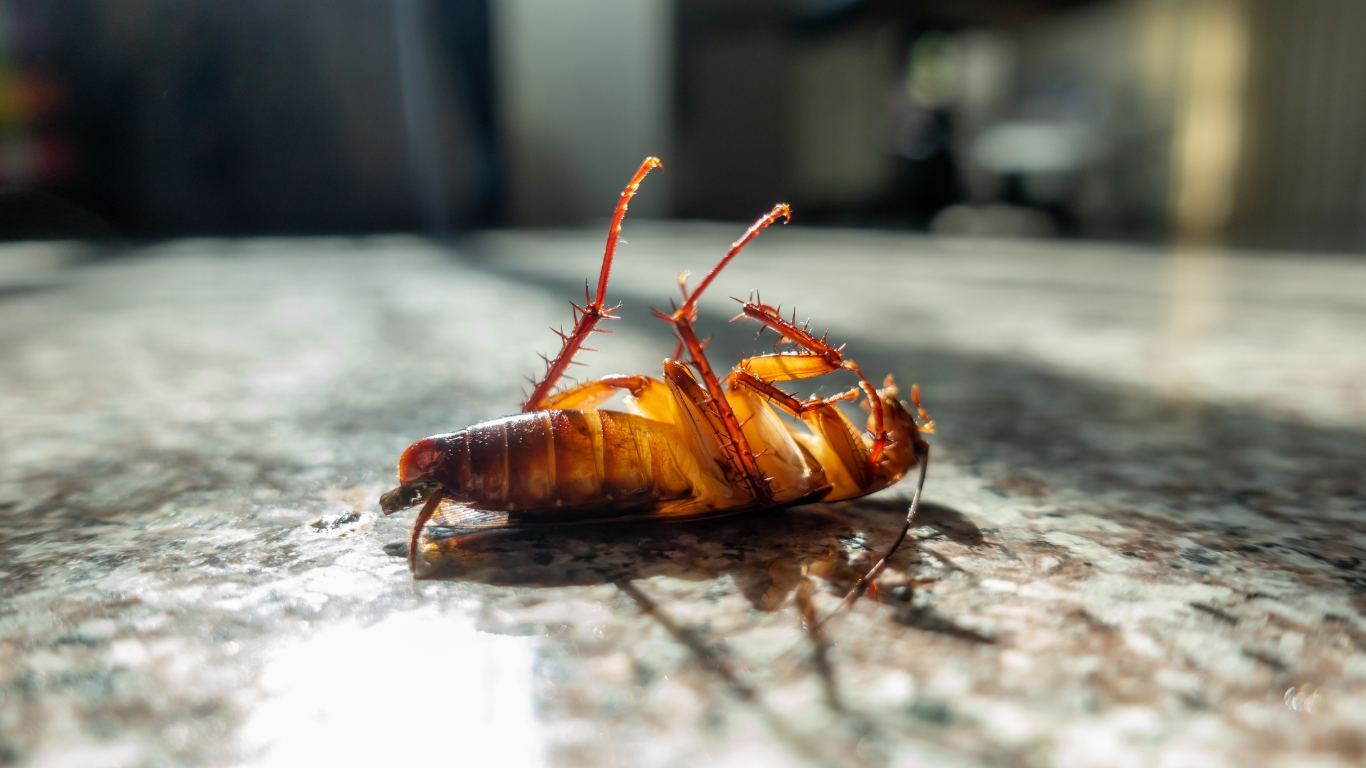 The Correlation Between Shifting Seasons, Rising Temperatures and Escalating Pest Activity