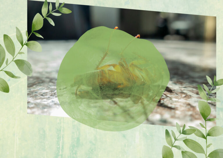 How To Keep Cockroaches Out Your Property