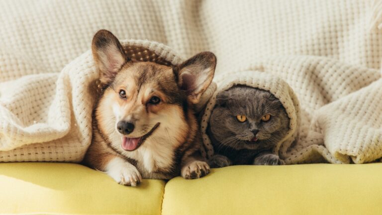A Deep Dive into Diseases Spread by Household Pets - blog | enviro-safe.co.za