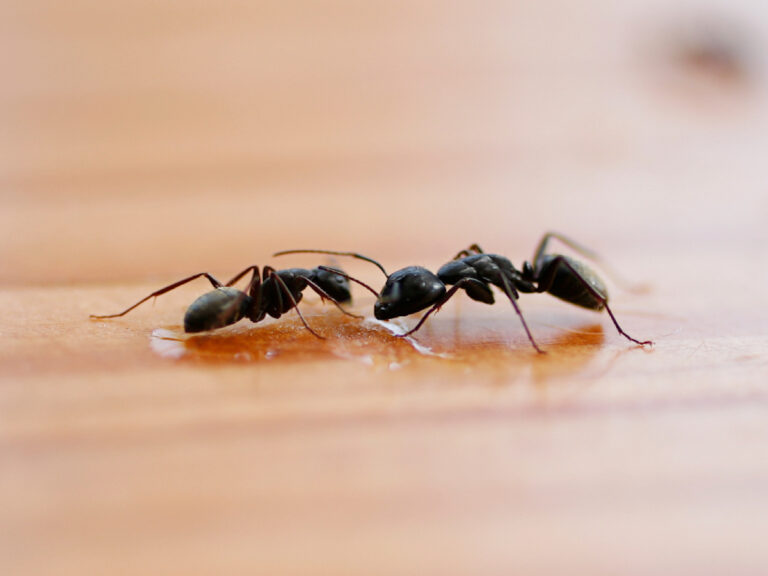 Why Ant Activity Increases During Summer