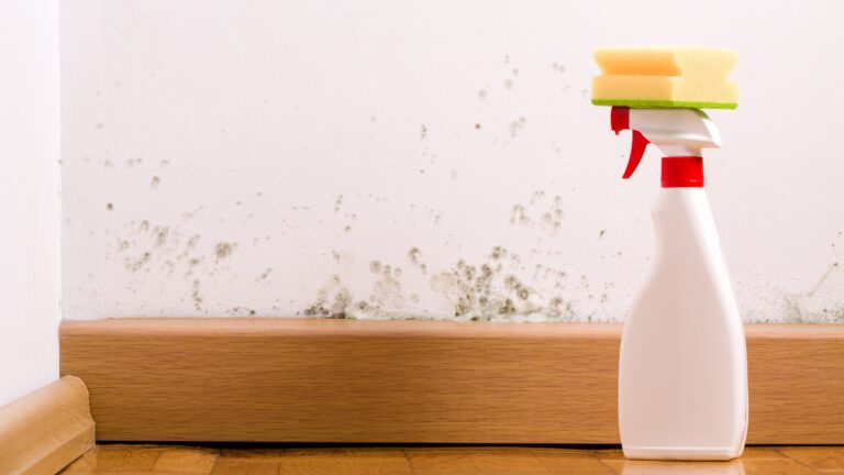 Mould Busters: 8 Strategies For Mould And Mildew Control - blog | enviro-safe.co.za